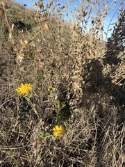 Grindelia camporum