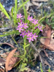 Centaurium tenuiflorum