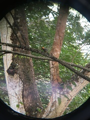 Melanerpes hoffmannii