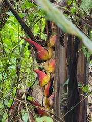 Heliconia pogonantha image