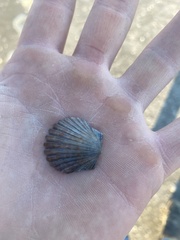 Argopecten irradians