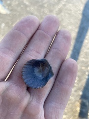 Argopecten irradians