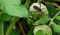Phthiacnemia picta