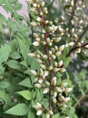 Nandina domestica