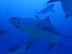 Caranx ruber
