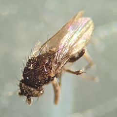 Limosininae