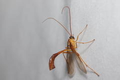 Enicospilus