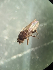Limosininae