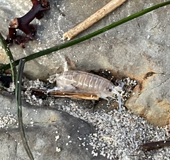Megalorchestia corniculata