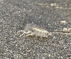 Megalorchestia corniculata