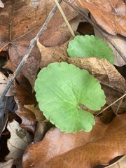 Ranunculus recurvatus