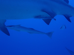 Carcharhinus leucas