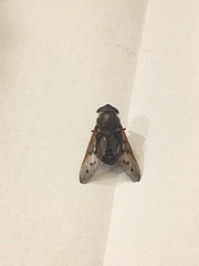 Tabanidae