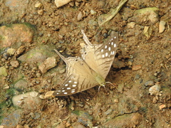 Marpesia merops