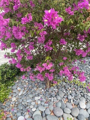 Bougainvillea