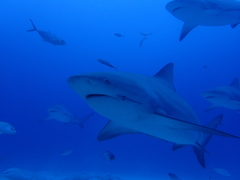 Carcharhinus leucas
