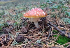 Amanita muscaria