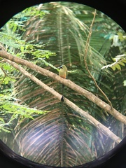 Eumomota superciliosa