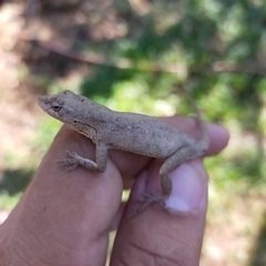 Anolis nebulosus