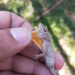 Anolis nebulosus