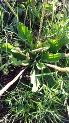 Plantago