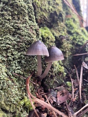 Mycena leptocephala