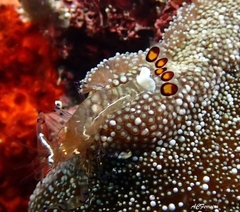 Ancylocaris brevicarpalis