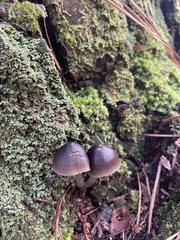 Mycena leptocephala