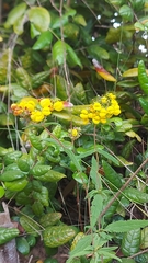 Calceolaria corymbosa