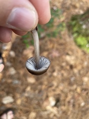 Mycena leptocephala