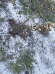 Sida cordifolia