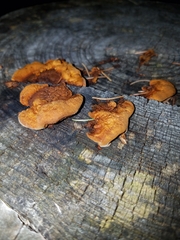 Fungi