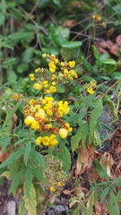 Calceolaria corymbosa
