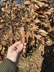 Quercus imbricaria