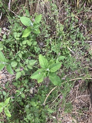 Crotalaria