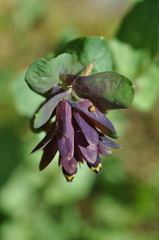 Cerinthe retorta