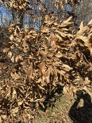 Quercus imbricaria