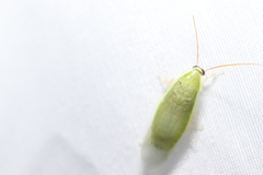 Panchlora