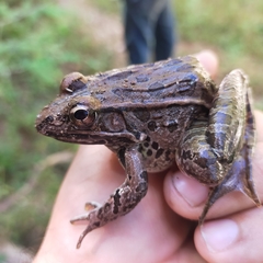 Lithobates forreri