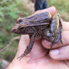 Lithobates forreri