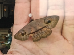 Spirama glaucescens