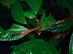 Mnesilochus palawanicus