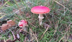 Amanita muscaria