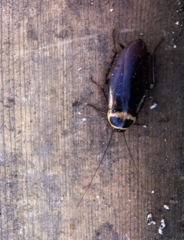Periplaneta australasiae