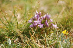Gentianella