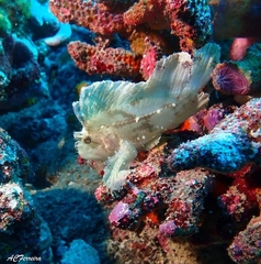 Taenianotus triacanthus