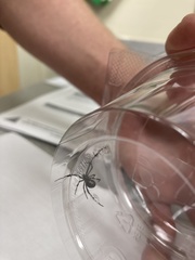 Latrodectus geometricus
