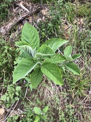 Crotalaria