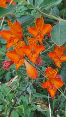 Alstroemeria ligtu