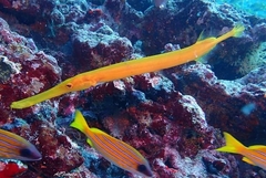 Aulostomus chinensis